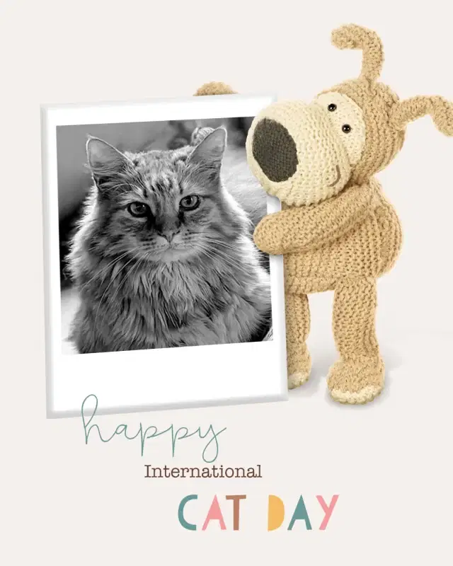 Happy International Cat Day! This is Findus, the winner of my Facebook competition. Super cute! 🐈‍⬛ ❤️ 

#InternationalCatDay #CatLovers #CatDay